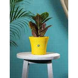 TRUSTBASKET Yellow Textured Helix Planter-picture-37