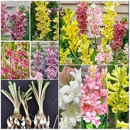 Tube rose flower bulbs (Pack of 8 Mix Multi Color rajnigandha Bulbs)-picture-20