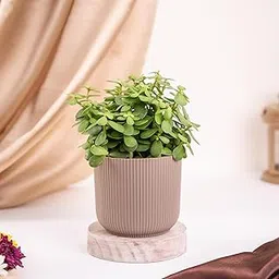 UGAOO Jade Plant in Ibiza Mocca Pot-picture-35