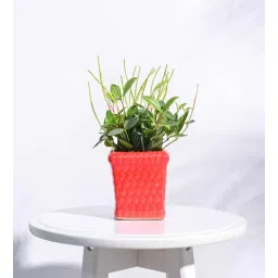 Red Ceramic Honeycomb Shape Desk Pot Planter by Ugaoo-picture-10