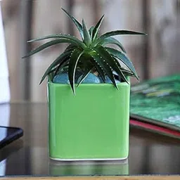 UGAOO Square Ceramic Pot (Small, Diameter 3.5 Inch, Light Green) | Ceramic Planter for Indoor Outdoor Plants | Flower Pot for Home, Office, Balcony, Garden Decor-picture-18