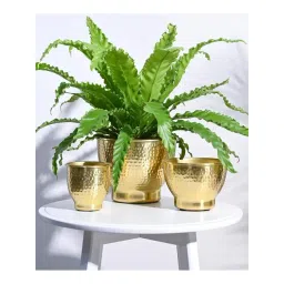 Ugaoo 3-Piece Gold Stainless Steel Elegance Planter Set-picture-35