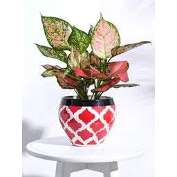UGAOO Apple Rose Red & White Ceramic Planter-picture-41
