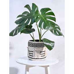 UGAOO Beige & Black Self Designed Cotton Planter-picture-40