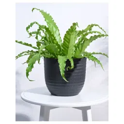 Ugaoo Black Verona Eco-Friendly Large Pot-picture-10