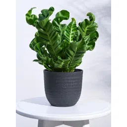 Ugaoo Black Verona Eco-Friendly Medium Pot-picture-12