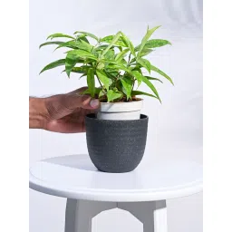 Ugaoo Black Verona Eco-Friendly Small Pot image 4