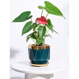 Ugaoo Dark Teal Aurelius Prism Ceramic Medium Pot-picture-25