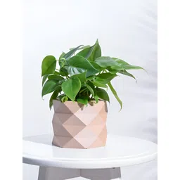 UGAOO Faceted Brown Wooden Planter image 1