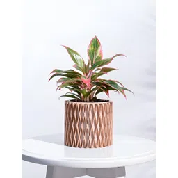 UGAOO Interlace Charm Brown Wooden Planter-picture-39