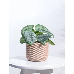 UGAOO Oblique Elegance Brown Textured Wooden Planter-picture-38