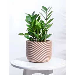 UGAOO Oblique Elegance Brown Textured Wooden Planter-picture-20