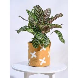 UGAOO Orange-colored & White Handloom Cotton Planter-picture-17