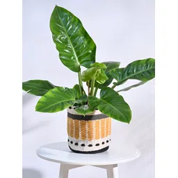 UGAOO Rays Yellow & Grey Cotton Planter-picture-11