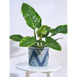 UGAOO Skyie Blue & White Cotton Planter-picture-27