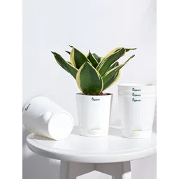 UGAOO White 5 Pieces Self Watering Planters-picture-37