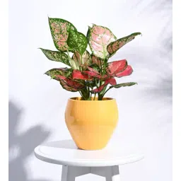 ugaoo Yellow Ceramic Apple Shape Desk Pot Desk Pot-picture-15