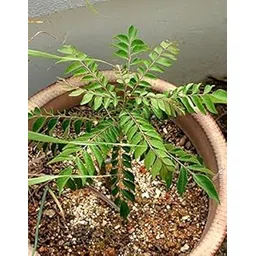 Vegetable Garden Plant Curry Leaves Herb Plant in Black Pot (Sweet Neem), Curry patta plant (Curry patta plant)-picture-22