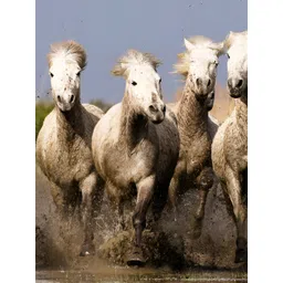 Wallpics White & Brown Birds and Animals Paper Paintings Wall Art-picture-28