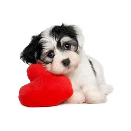 Wallstick Cute Dog with Heart wallstickers-picture-26