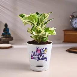 White Pothos In Happy Birthday Pot-picture-31