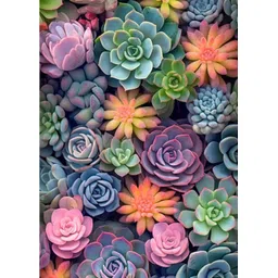 WICHARSH Succulent Diamond Painting for Adults-Succulent 5D Diamond Art Painting kit for Adults Beginners Full Drill Succulent Diamond for Gifts Wall Decor Gem Arts (30 x 40 cm) image 1