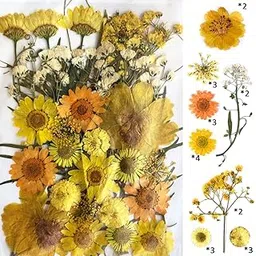 yellowcult Natural Real Dried & Pressed Flowers for Art Craft - Mixed, Multicolor for Soap, Candle, Scrapbooking, DIY, Resin Jewelry, Pendant - [Luxury Yellow 40 pcs]-picture-18