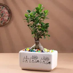 Zen Bonsai In Ceramic Pot-picture-16